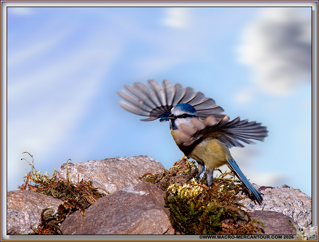 M&eacute;sange bleue